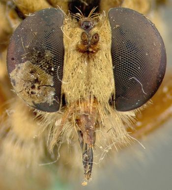 Media type: image;   Entomology 32752 Aspect: head frontal view